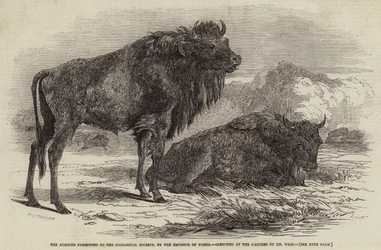 The Aurochs Presented to the Zoological Society, by the Emperor of Russia